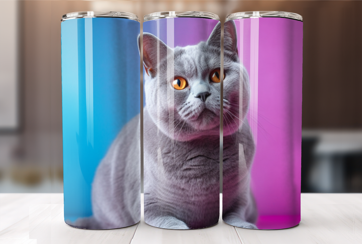 British Shorthair Tumbler