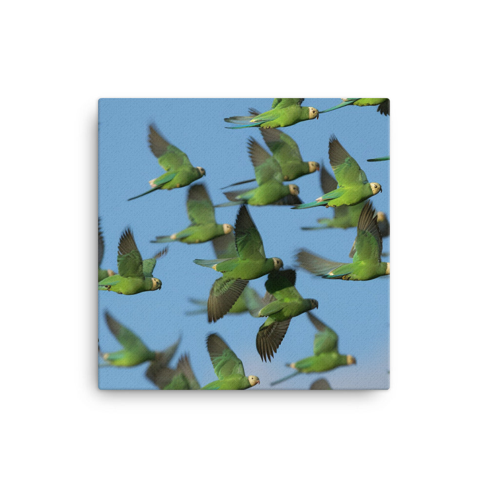 Parakeet Flight Canvas - PosterfyAI.com