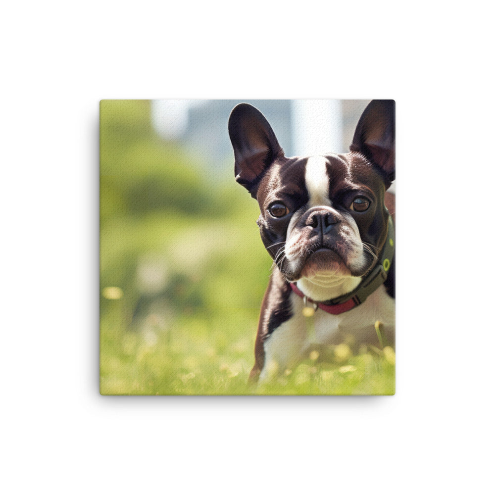 Spunky Boston Terrier in the Park Canvas - PosterfyAI.com
