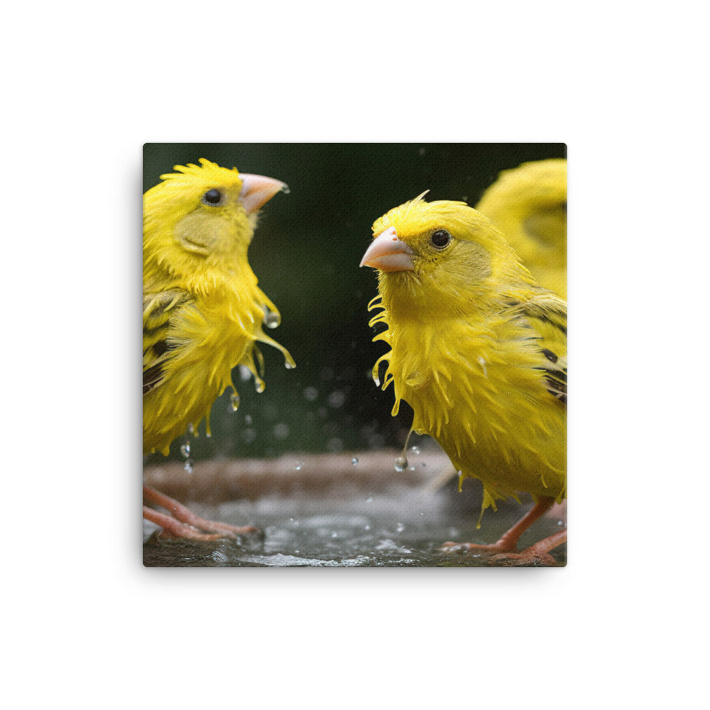 Canaries enjoying a bath Canvas - PosterfyAI.com