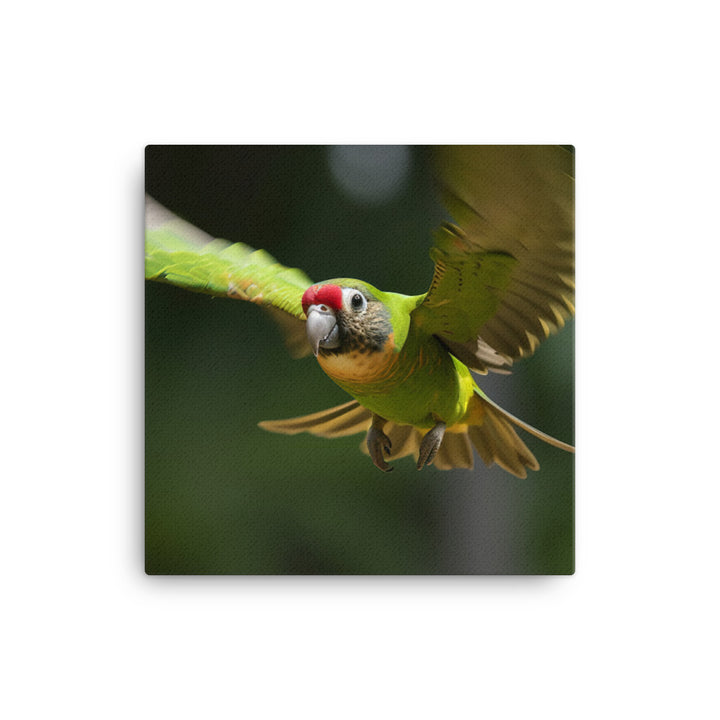 A Conure in mid flight Canvas - PosterfyAI.com