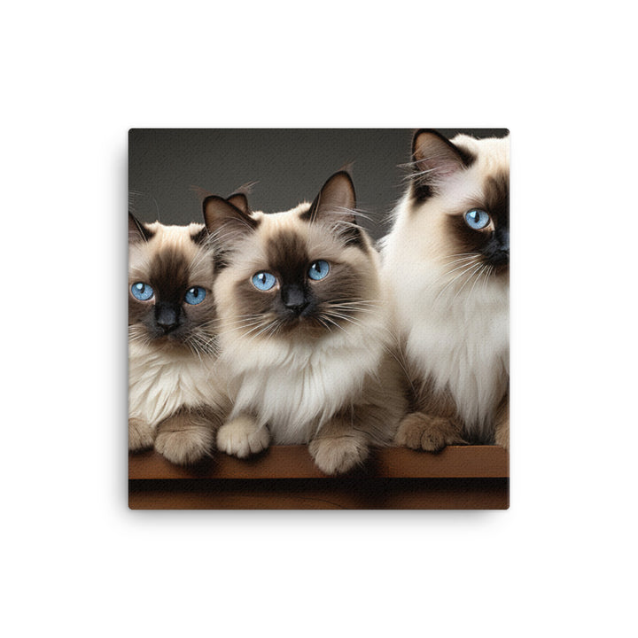 Birman Canvas - PosterfyAI.com