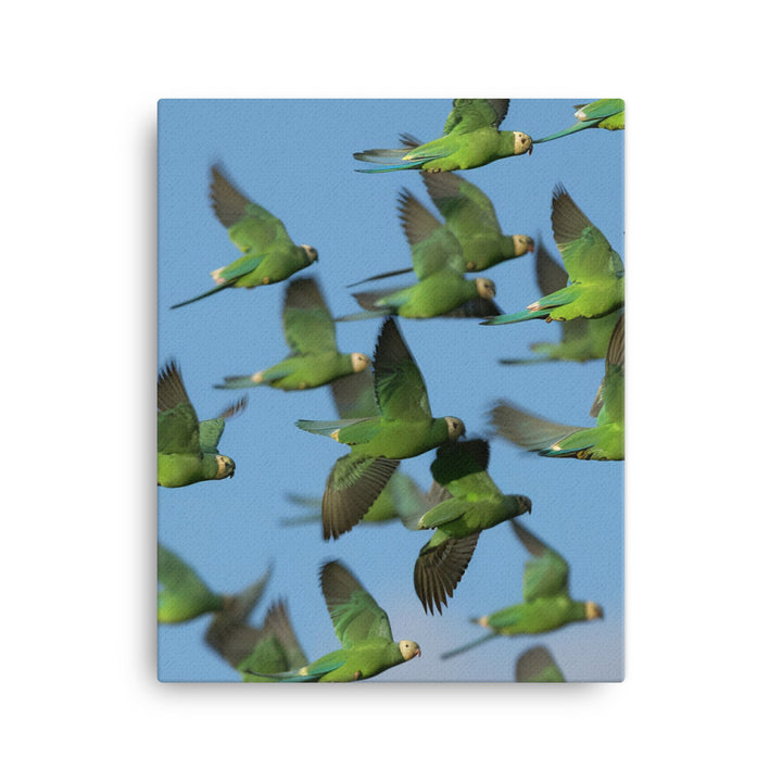 Parakeet Flight Canvas - PosterfyAI.com