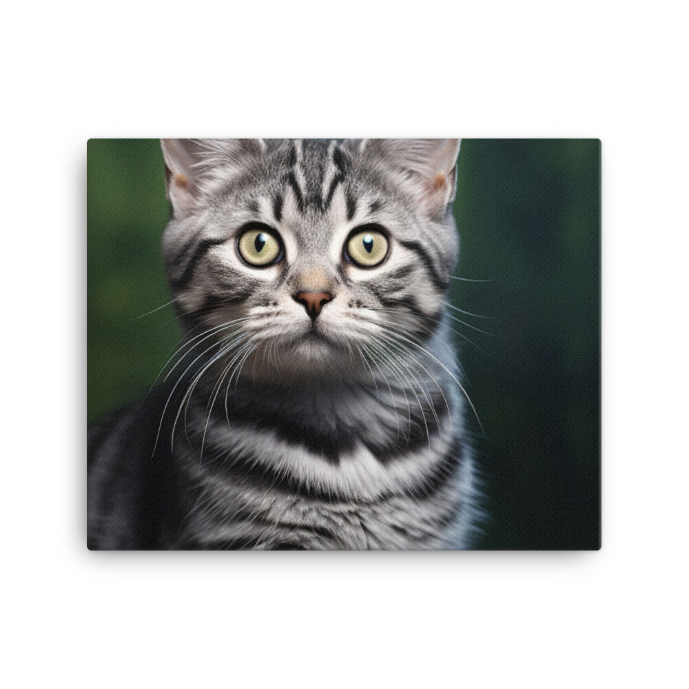 American Shorthair Canvas - PosterfyAI.com