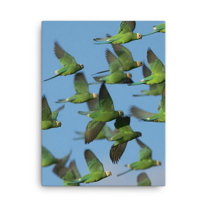 Parakeet Flight Canvas - PosterfyAI.com