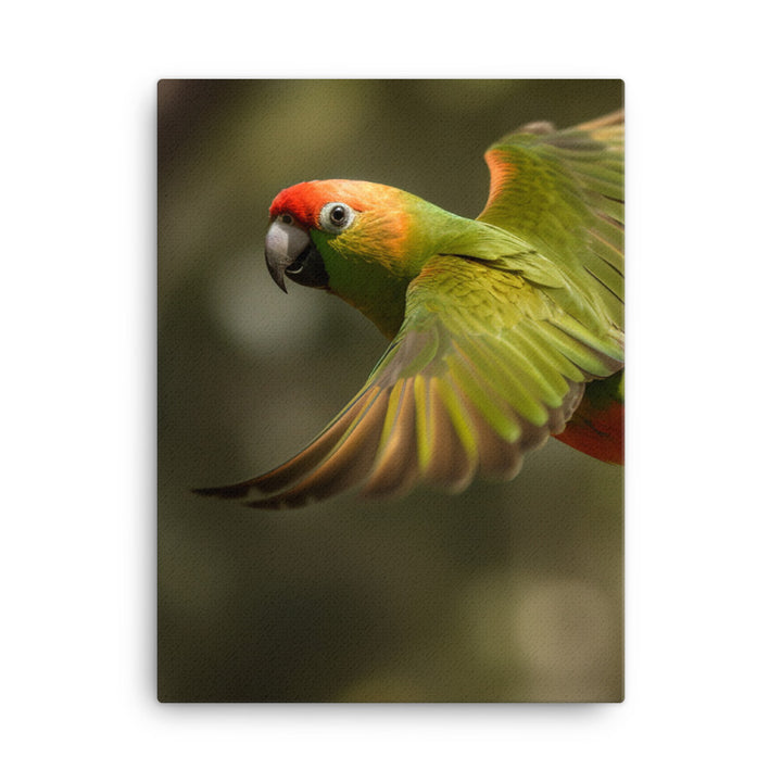 A Conure in mid flight Canvas - PosterfyAI.com