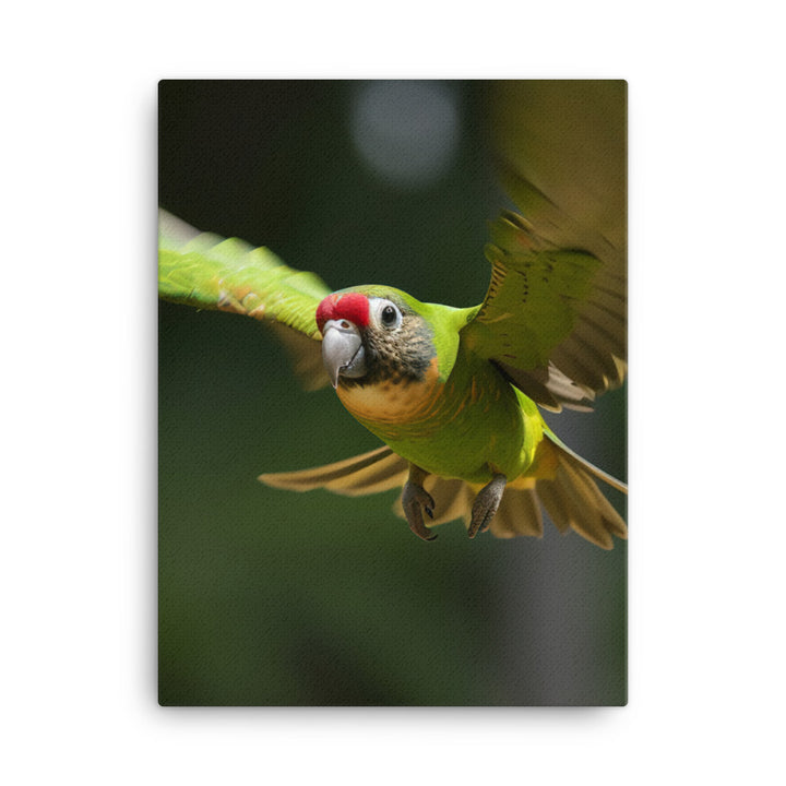 A Conure in mid flight Canvas - PosterfyAI.com