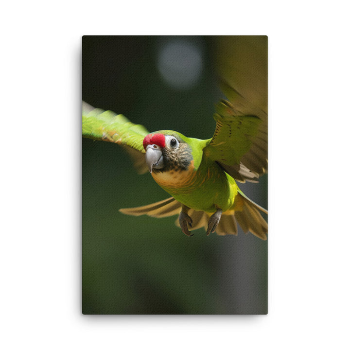 A Conure in mid flight Canvas - PosterfyAI.com