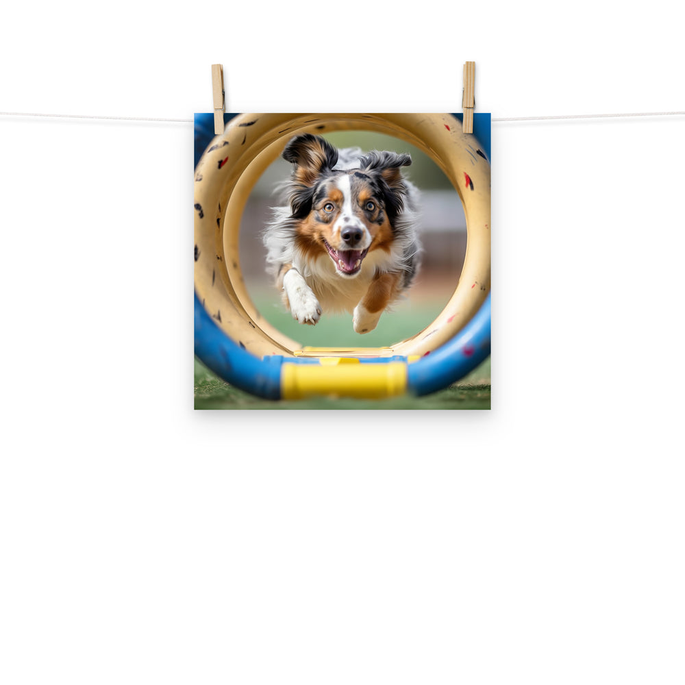 Australian Shepherd Photo paper poster - PosterfyAI.com