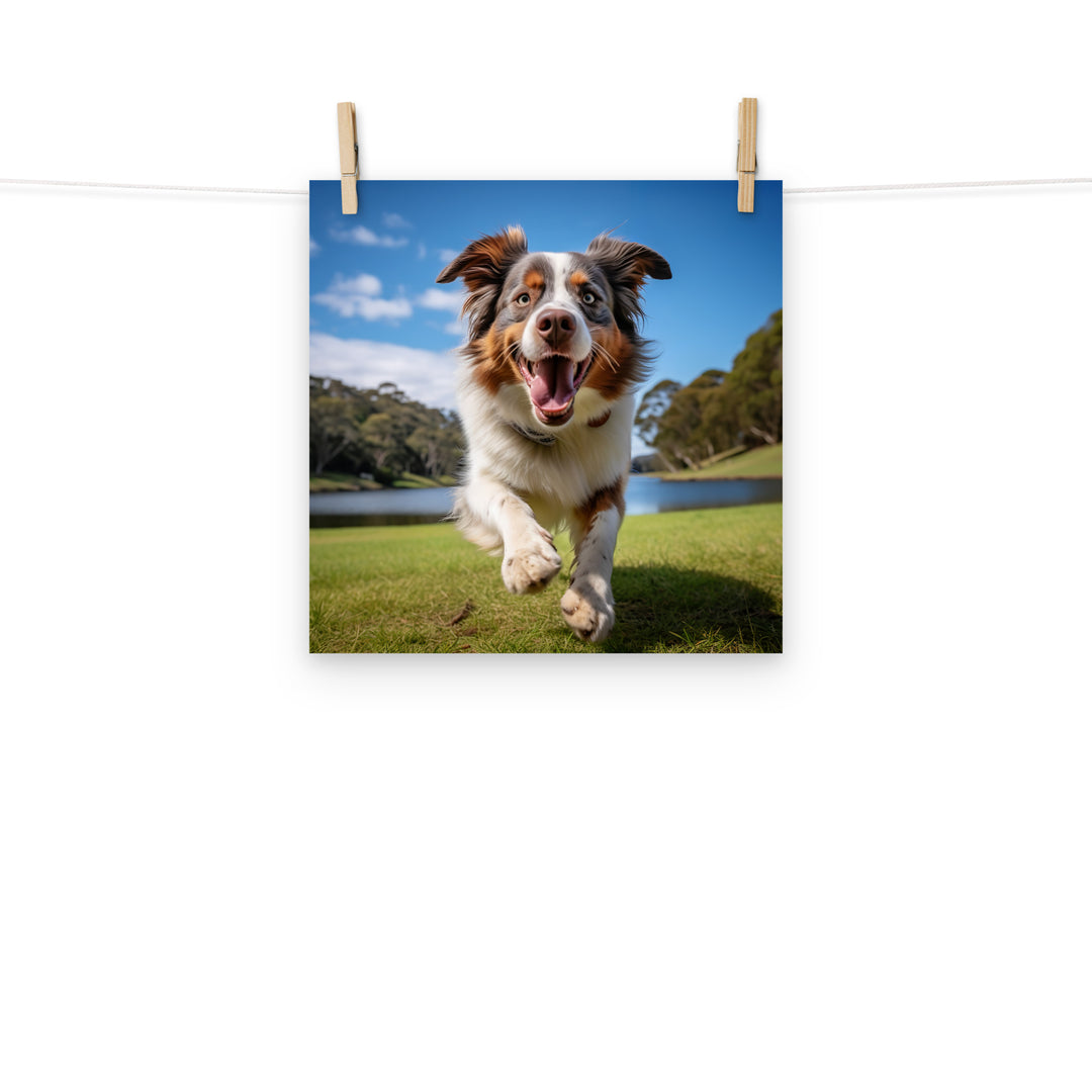 Australian Shepherd Photo paper poster - PosterfyAI.com