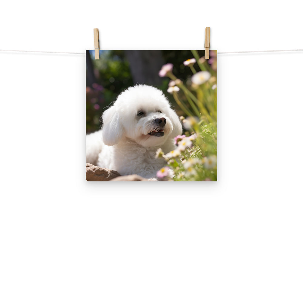 Bichon Frise Photo paper poster - PosterfyAI.com