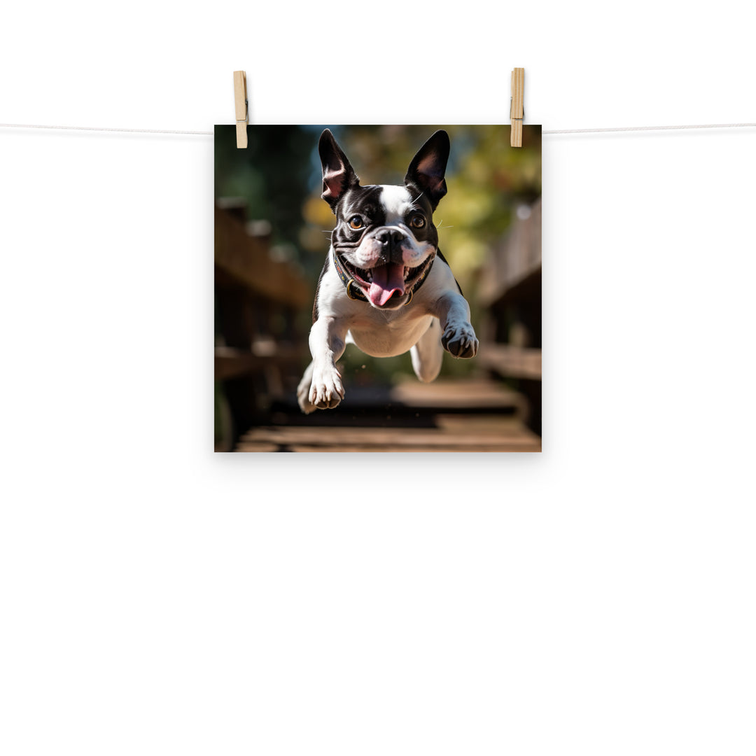 Boston Terrier Photo paper poster - PosterfyAI.com