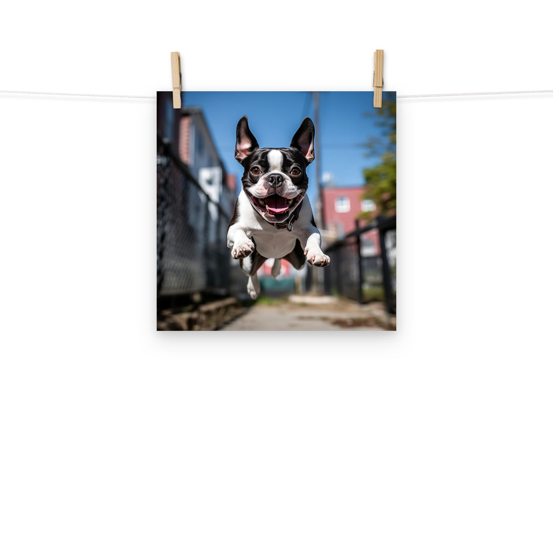 Boston Terrier Photo paper poster - PosterfyAI.com