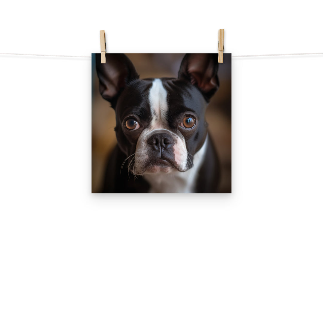 Boston Terrier Photo paper poster - PosterfyAI.com