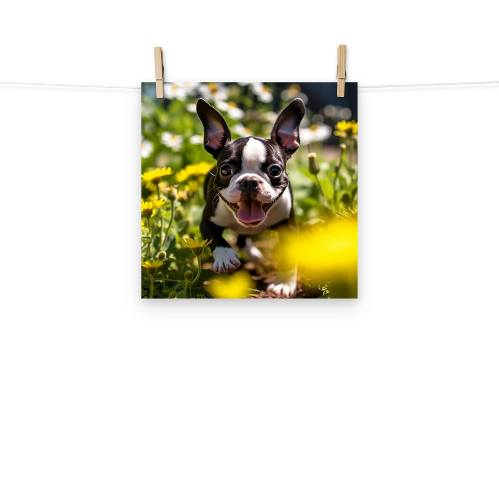 Boston Terrier Photo paper poster - PosterfyAI.com