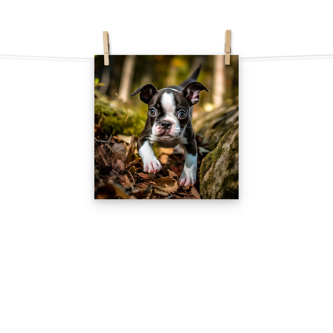 Boston Terrier Photo paper poster - PosterfyAI.com