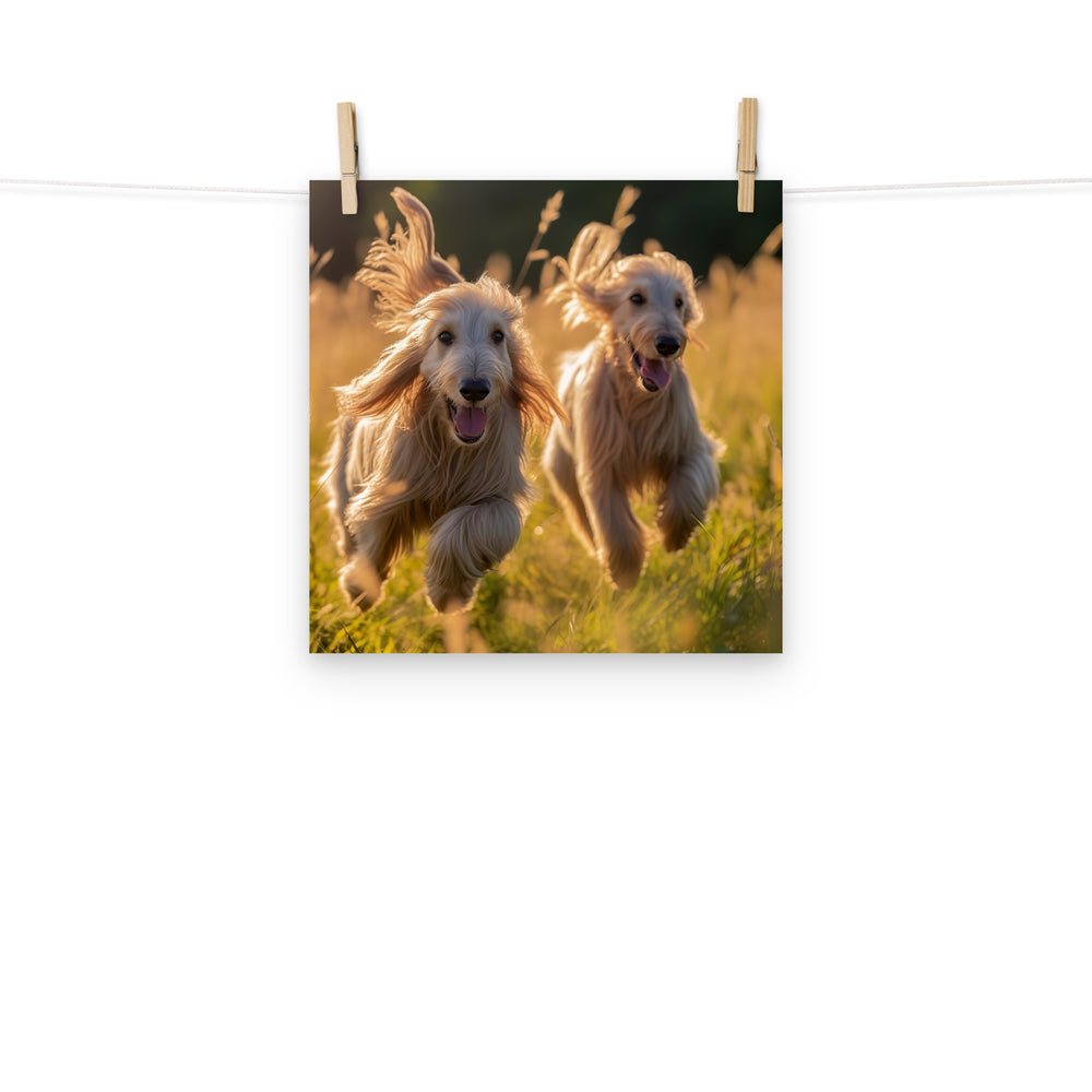 Afghan Hound Photo paper poster - PosterfyAI.com