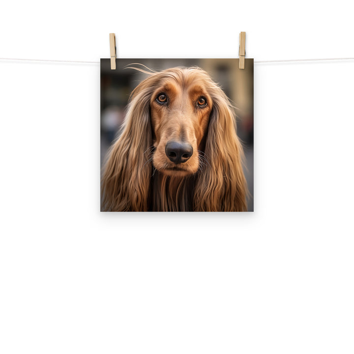 Afghan Hound Photo paper poster - PosterfyAI.com