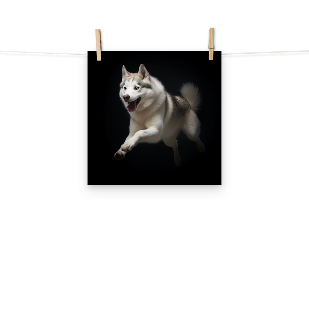 Siberian Husky Photo paper poster - PosterfyAI.com