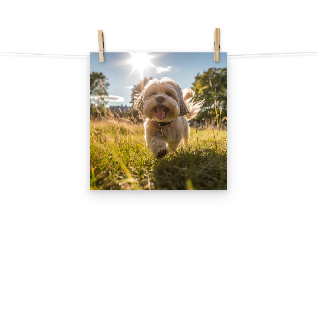 Lhasa Apso Photo paper poster - PosterfyAI.com