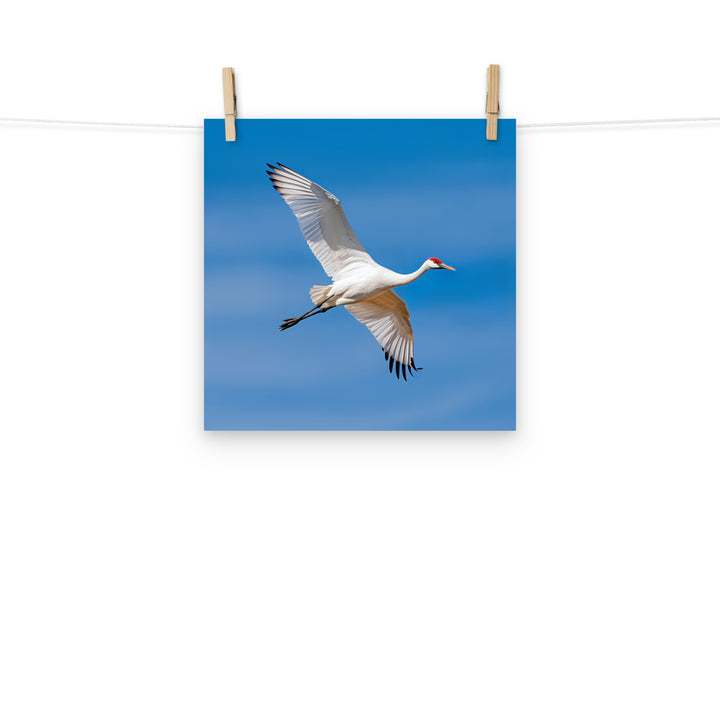 Crane Photo paper poster - PosterfyAI.com