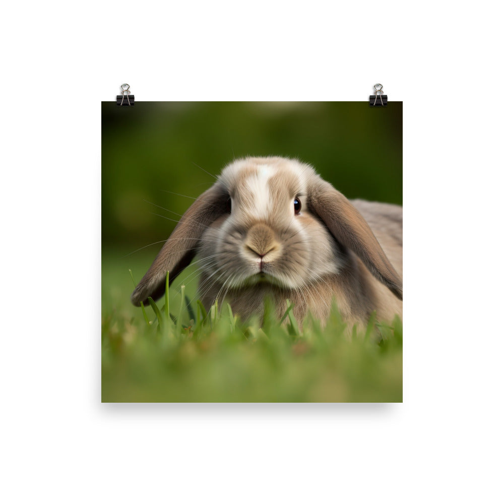 Holland Lop Photo paper poster - PosterfyAI.com