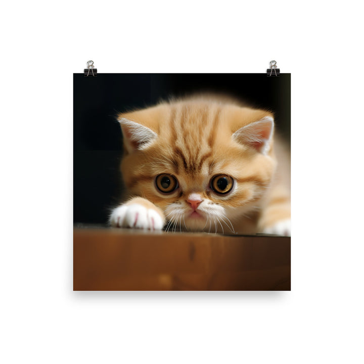 Exotic Shorthair Kitten Photo paper poster - PosterfyAI.com