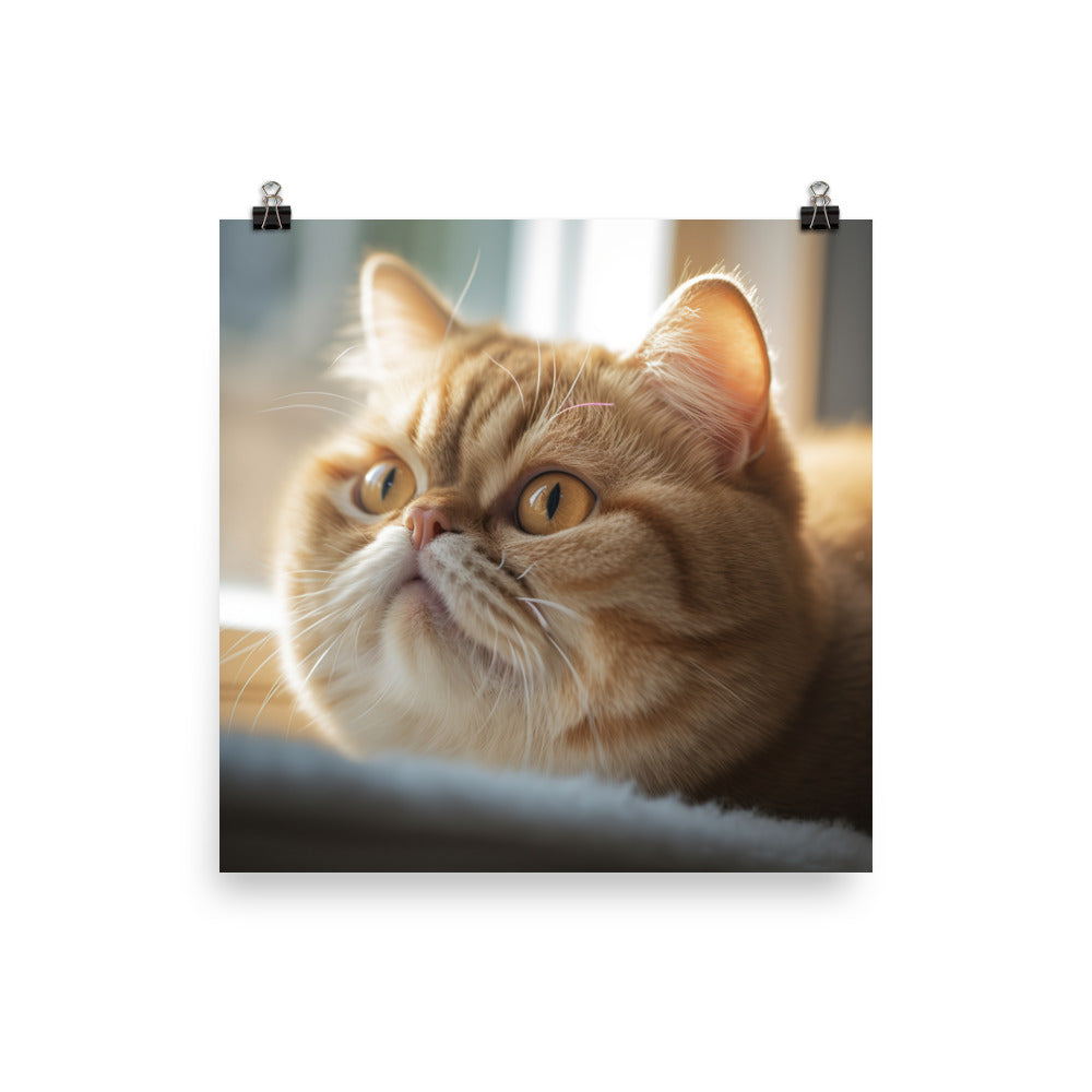 Exotic Shorthair Cat with Big Round Eyes Photo paper poster - PosterfyAI.com