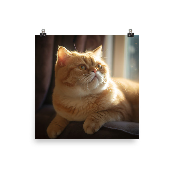 Exotic Shorthair Cat with Big Round Eyes Photo paper poster - PosterfyAI.com