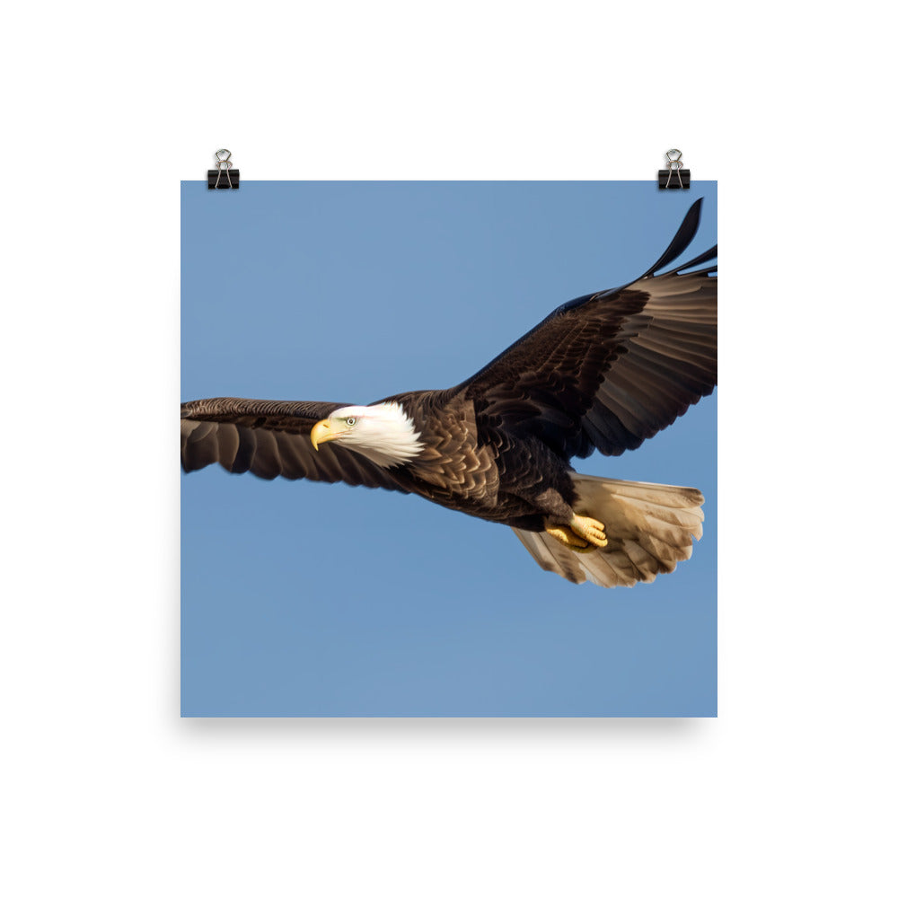 Majestic Bald Eagle Soaring in the Sky Photo paper poster - PosterfyAI.com