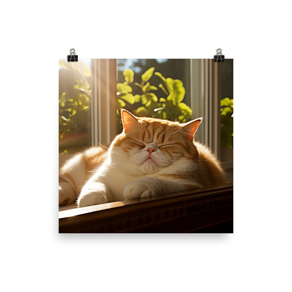 Exotic Shorthair Cat Napping Photo paper poster - PosterfyAI.com