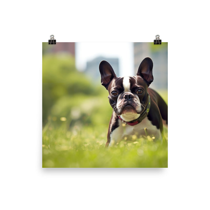 Spunky Boston Terrier in the Park Photo paper poster - PosterfyAI.com