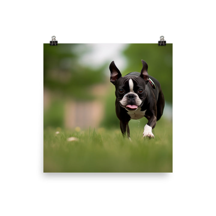 Spunky Boston Terrier in the Park Photo paper poster - PosterfyAI.com