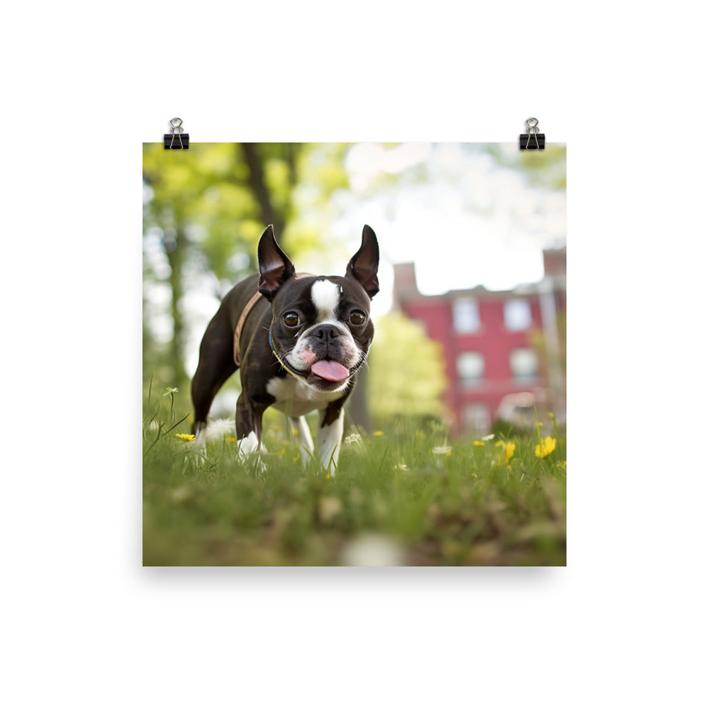Spunky Boston Terrier in the Park Photo paper poster - PosterfyAI.com