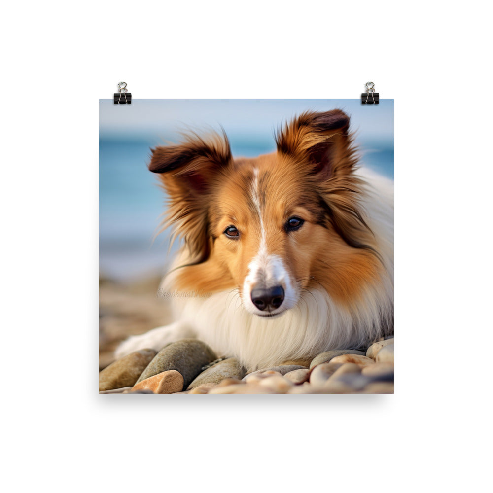 Shetland Sheepdog Relaxing on the Beach Photo paper poster - PosterfyAI.com