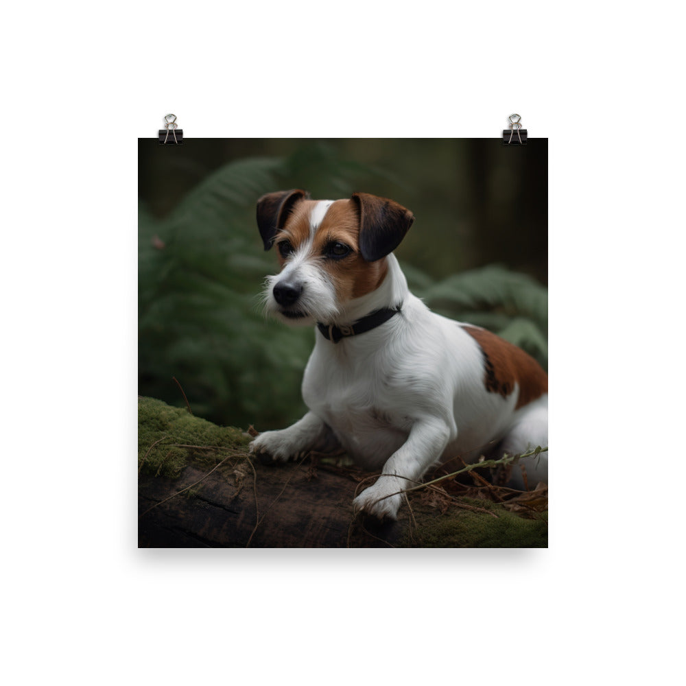Loyal Jack Russell Terrier Photo paper poster - PosterfyAI.com