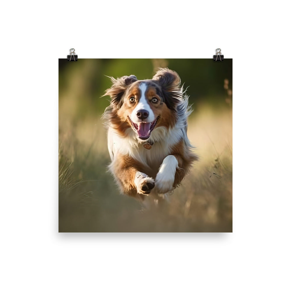 Australian Shepherd Photo paper poster - PosterfyAI.com