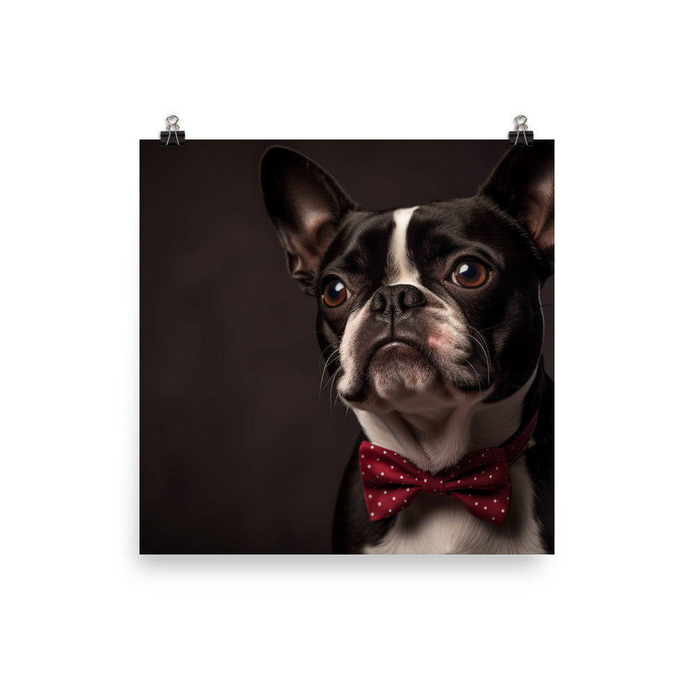 Elegant Boston Terrier Portrait Photo paper poster - PosterfyAI.com