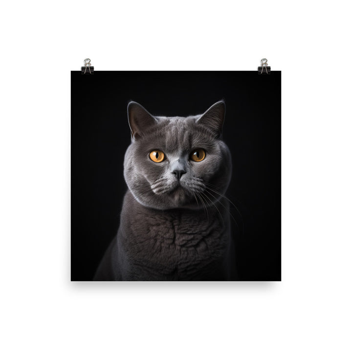 British Shorthair Cat in Portraits Photo paper poster - PosterfyAI.com