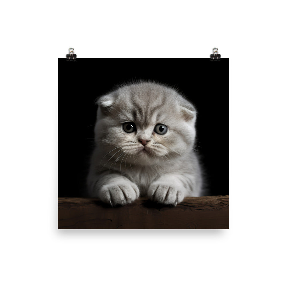 Scottish Fold Kitten Photo paper poster - PosterfyAI.com