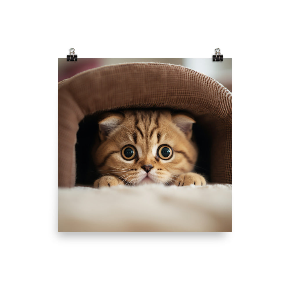 Scottish Fold Kitten Photo paper poster - PosterfyAI.com