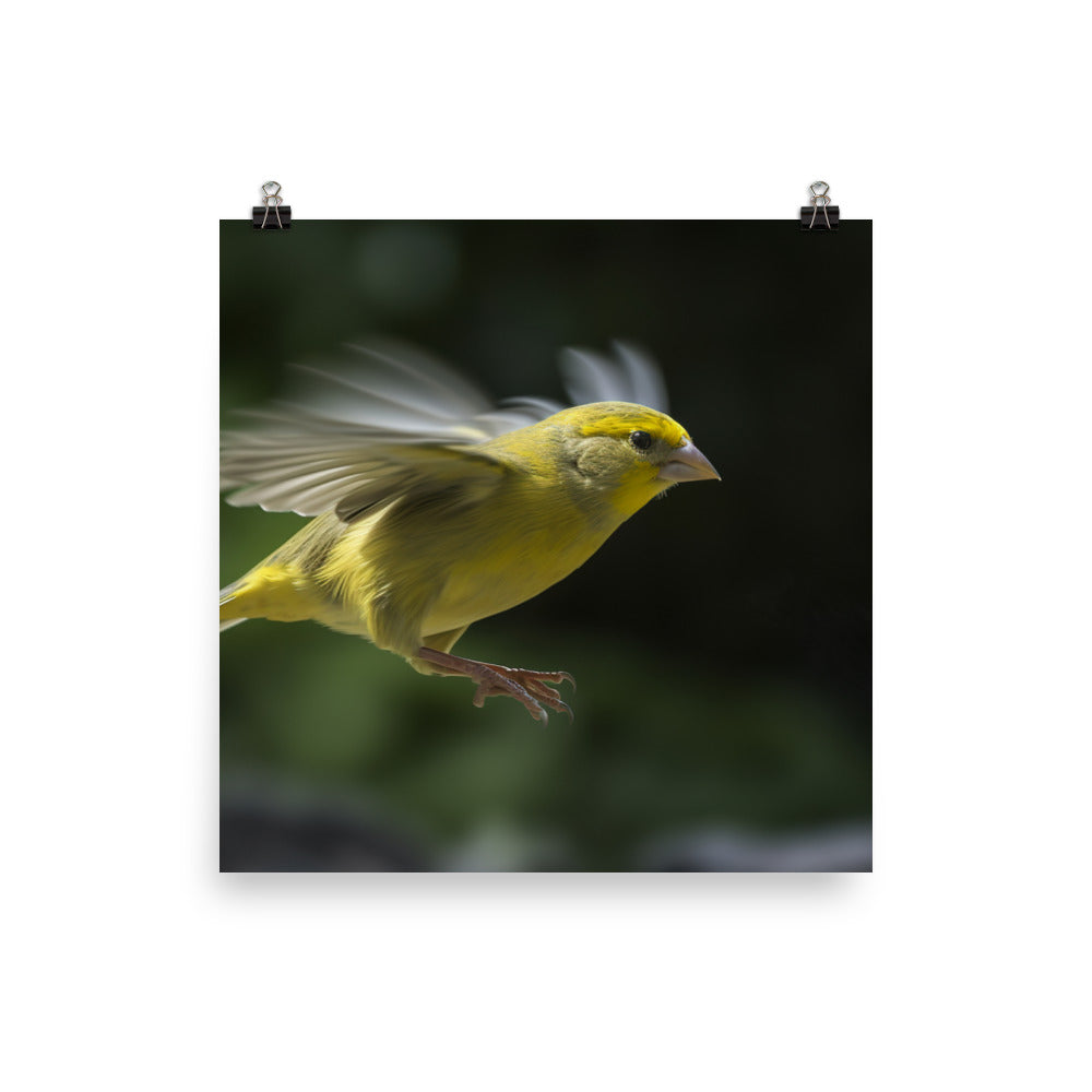 Canary in flight Photo paper poster - PosterfyAI.com