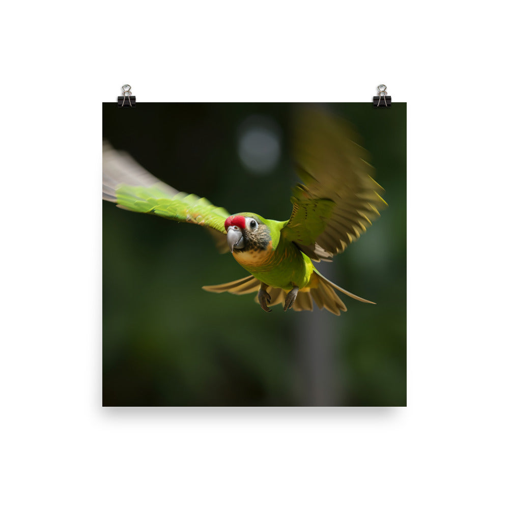 A Conure in mid flight Photo paper poster - PosterfyAI.com