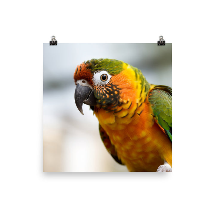 A colorful Conure perched on a branch Photo paper poster - PosterfyAI.com