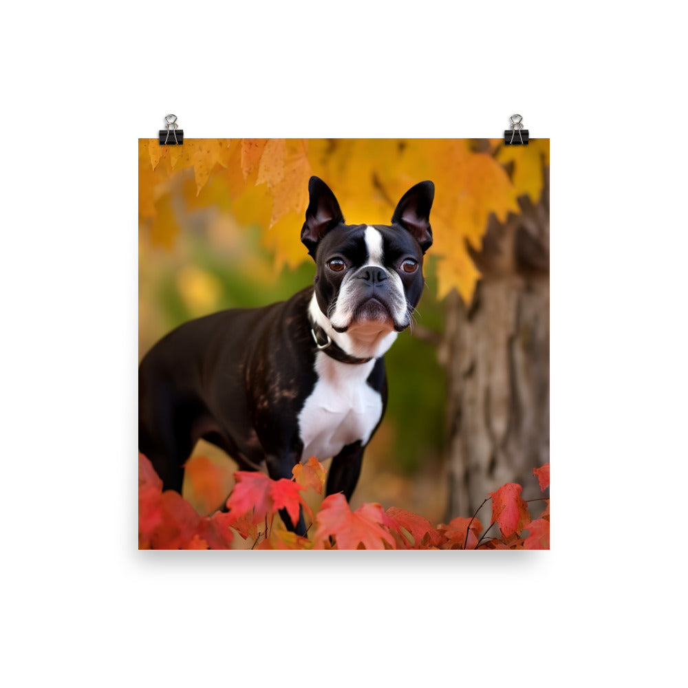 Boston Terrier with Fall Colors Photo paper poster - PosterfyAI.com