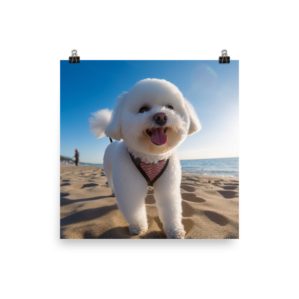 Bichon Frise on a Beach Photo paper poster - PosterfyAI.com