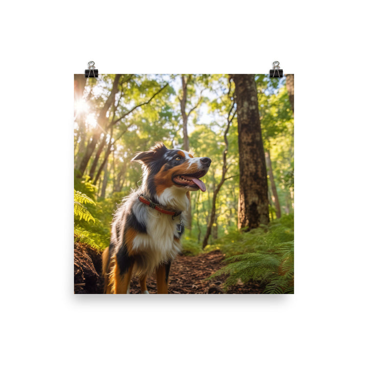 Australian Shepherd as it hikes Photo paper poster - PosterfyAI.com