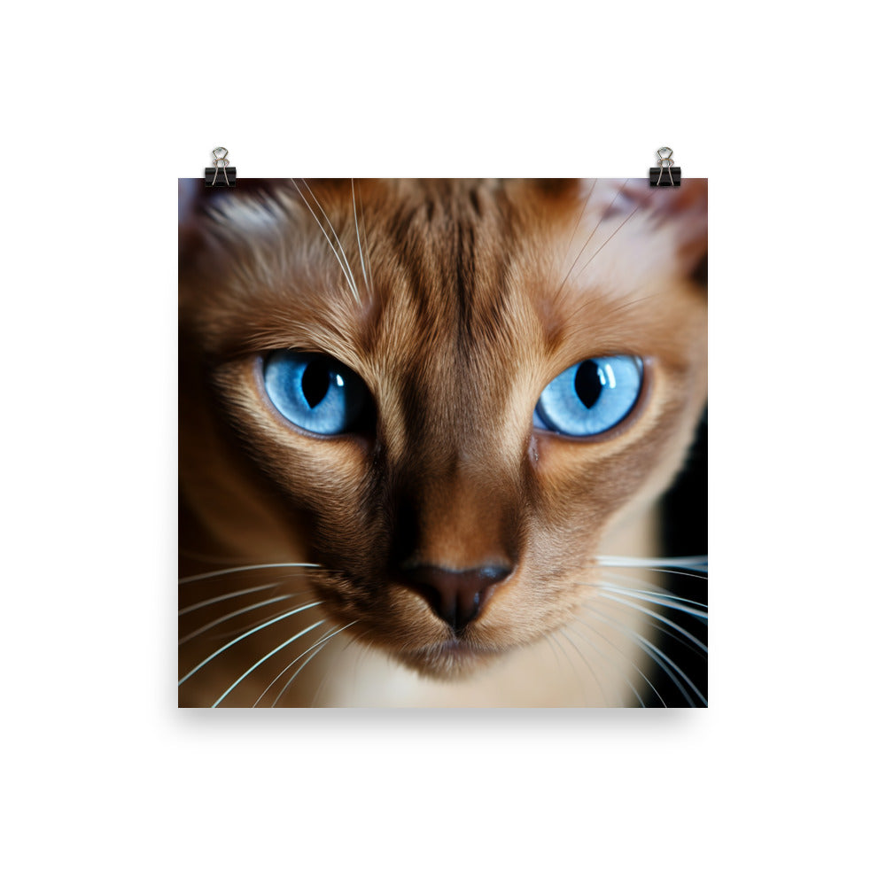 Mesmerizing Eyes of Tonkinese Cat Photo paper poster - PosterfyAI.com