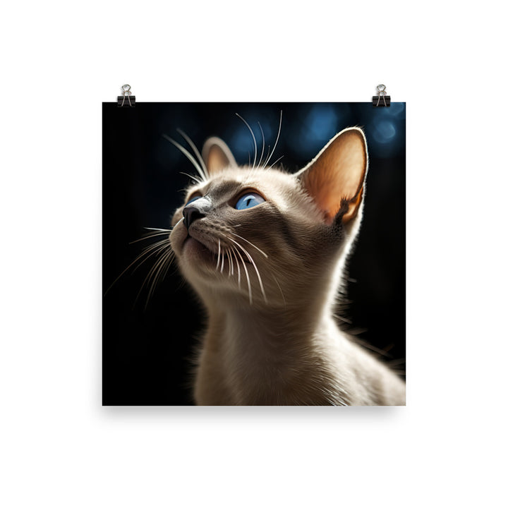 Charm of Tonkinese Kitten Photo paper poster - PosterfyAI.com