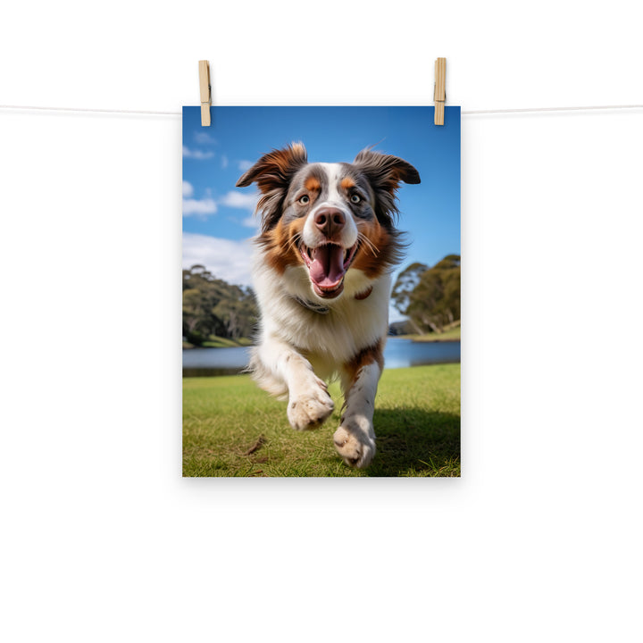 Australian Shepherd Photo paper poster - PosterfyAI.com